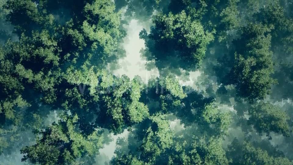 Morning Fog In Forest Videohive 18725118 Motion Graphics Image 5