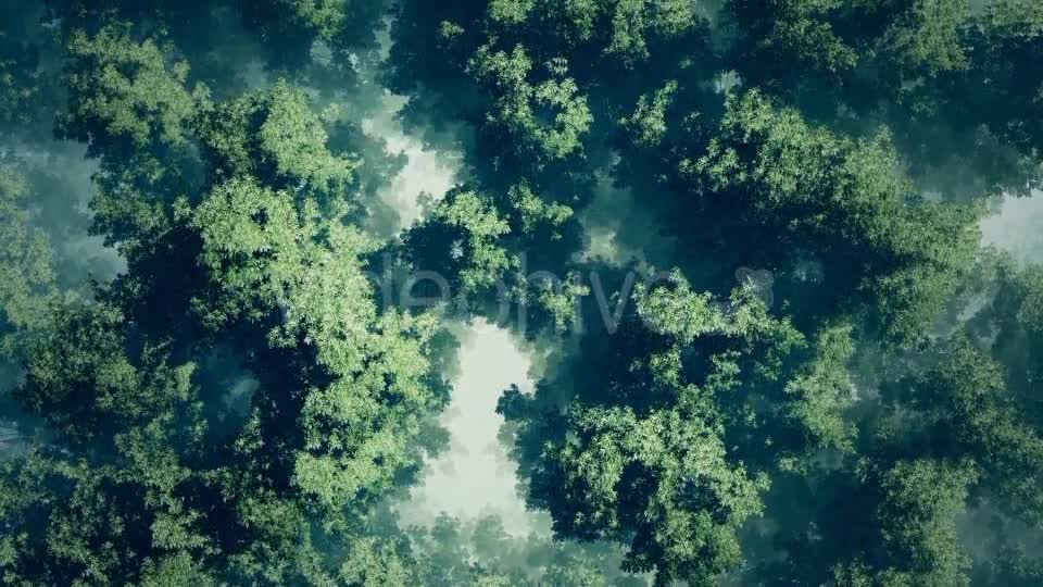 Morning Fog In Forest Videohive 18725118 Motion Graphics Image 7