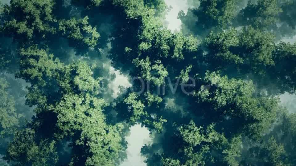 Morning Fog In Forest Videohive 18725118 Motion Graphics Image 8