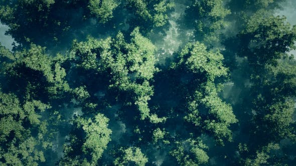 Morning Fog In Forest - Videohive Download 18725118