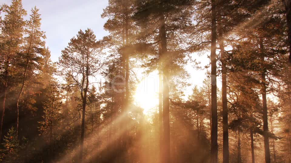 Morning Forest Background Videohive 18359012 Motion Graphics Image 1