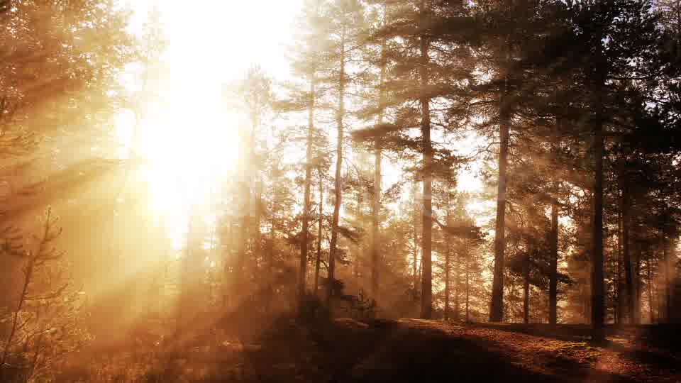 Morning Forest Background Videohive 18359012 Motion Graphics Image 10