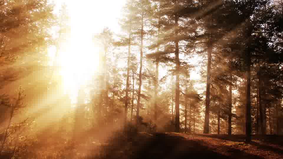 Morning Forest Background Videohive 18359012 Motion Graphics Image 12