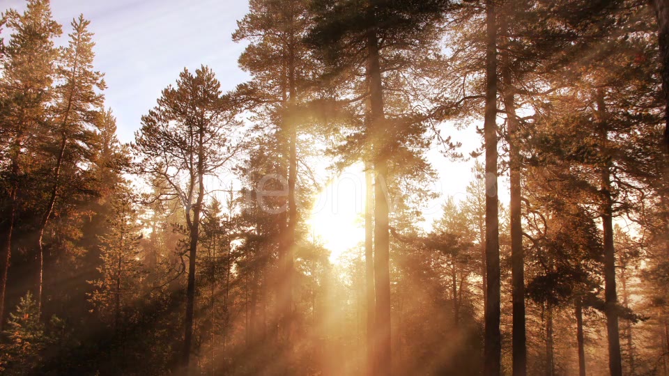 Morning Forest Background Videohive 18359012 Motion Graphics Image 3
