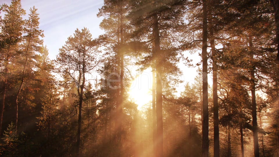 Morning Forest Background Videohive 18359012 Motion Graphics Image 4