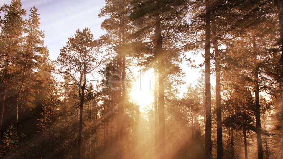 Morning Forest Background Videohive 18359012 Motion Graphics Image 5