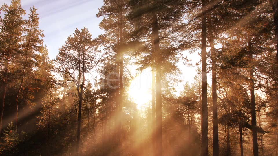 Morning Forest Background Videohive 18359012 Motion Graphics Image 6