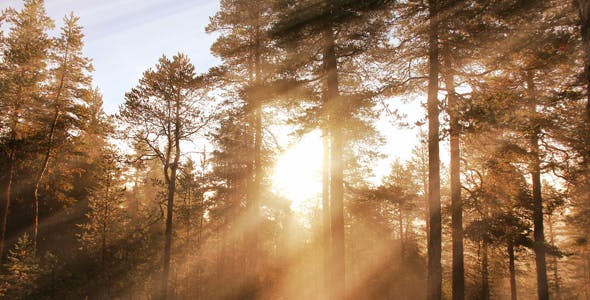 Morning Forest Background - Download 18359012 Videohive