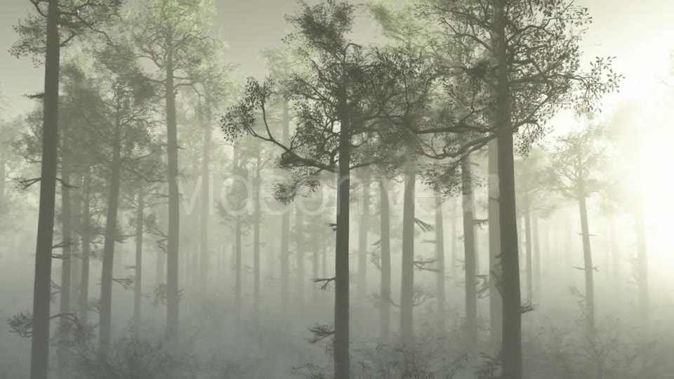 Morning Forest In Fog Videohive 18561211 Motion Graphics Image 2