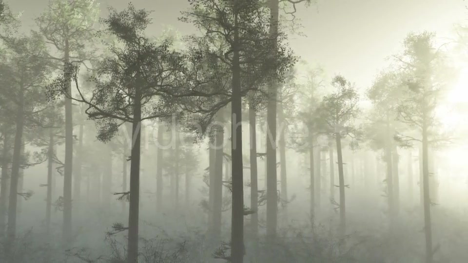 Morning Forest In Fog Videohive 18561211 Motion Graphics Image 3