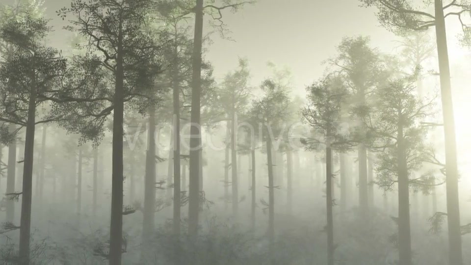 Morning Forest In Fog Videohive 18561211 Motion Graphics Image 4