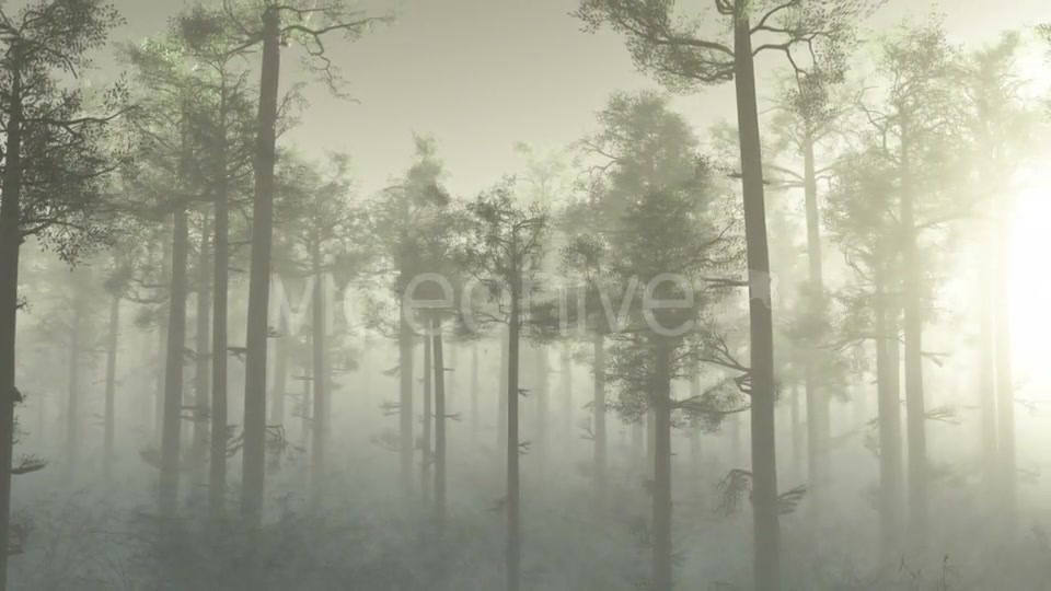 Morning Forest In Fog Videohive 18561211 Motion Graphics Image 5
