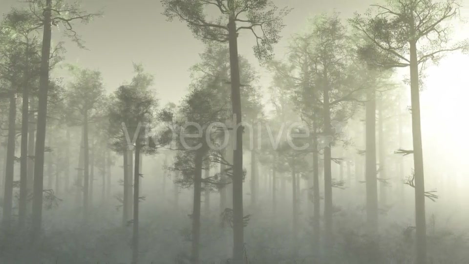 Morning Forest In Fog Videohive 18561211 Motion Graphics Image 6