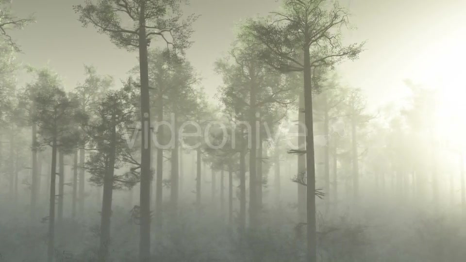 Morning Forest In Fog Videohive 18561211 Motion Graphics Image 7