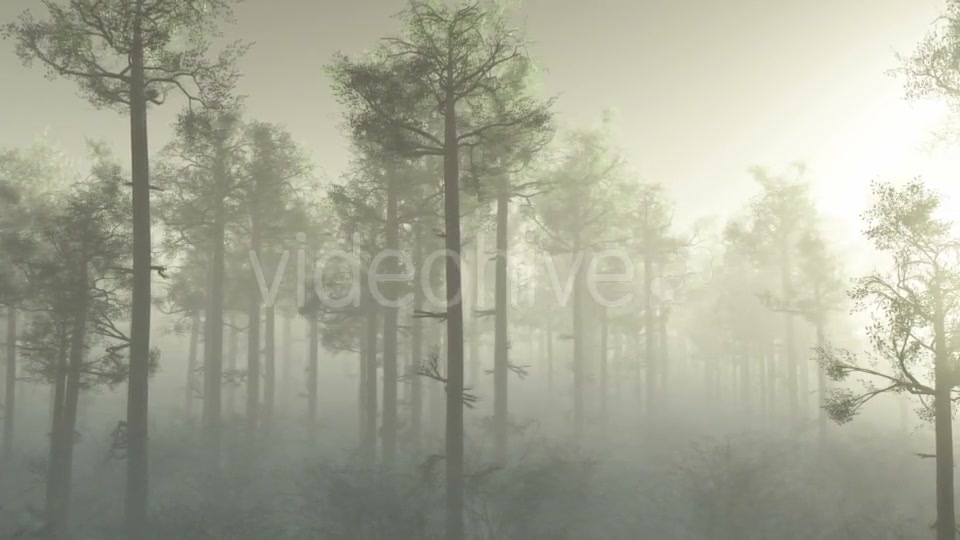 Morning Forest In Fog Videohive 18561211 Motion Graphics Image 8