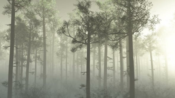 Morning Forest In Fog - Download Videohive 18561211