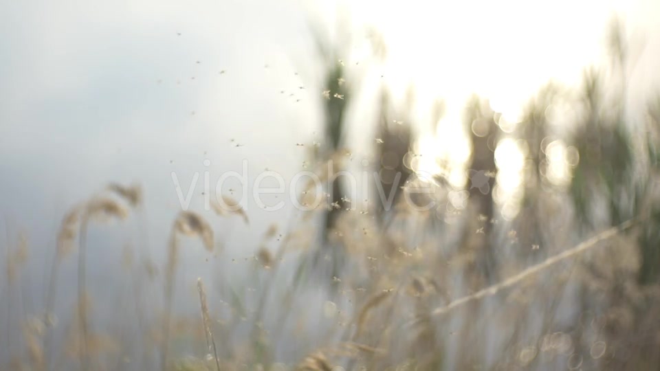 Mosquito Flies Insect Videohive 11628671 Motion Graphics Image 6