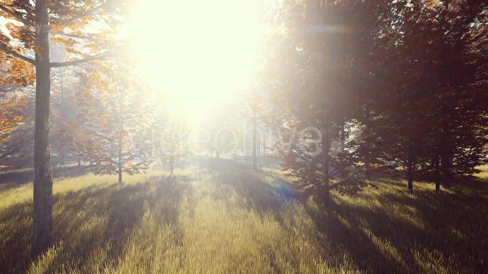 Mountain Forest with Sun Videohive 19285505 Motion Graphics Image 1