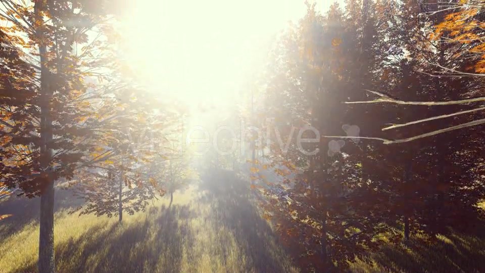 Mountain Forest with Sun Videohive 19285505 Motion Graphics Image 4