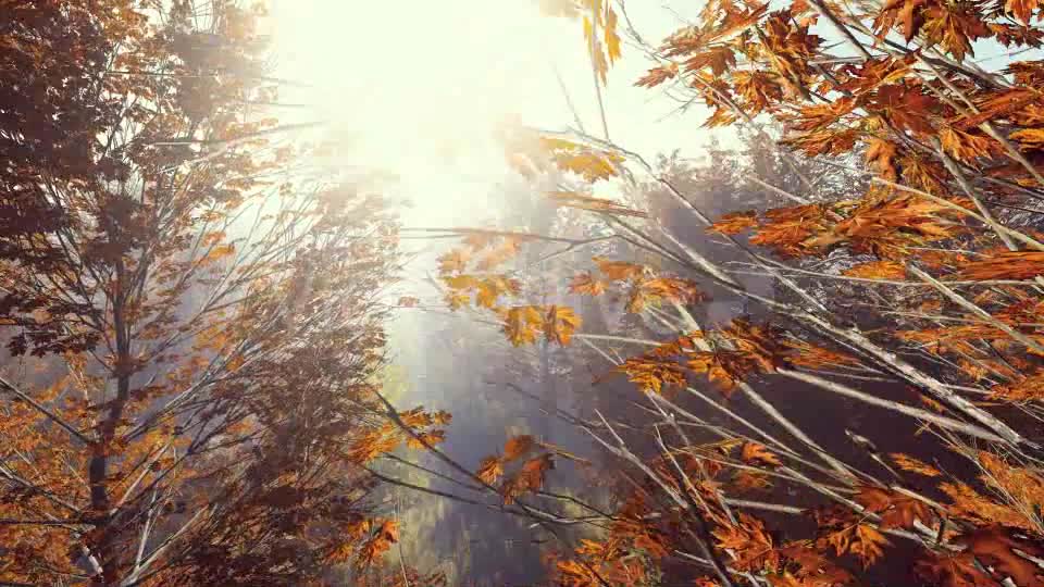 Mountain Forest with Sun Videohive 19285505 Motion Graphics Image 7
