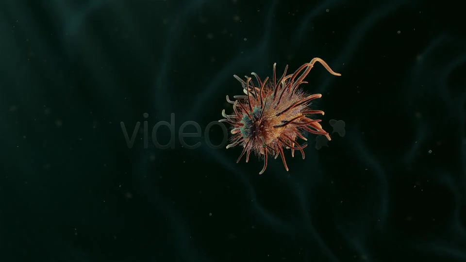 Moving Single Bacteria 02 Videohive 19236436 Motion Graphics Image 3