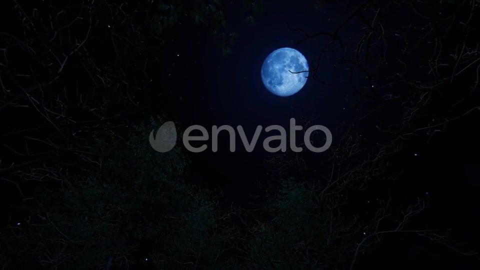 Moving Under Trees With Full Moon At Night Videohive 22142353 Motion Graphics Image 4