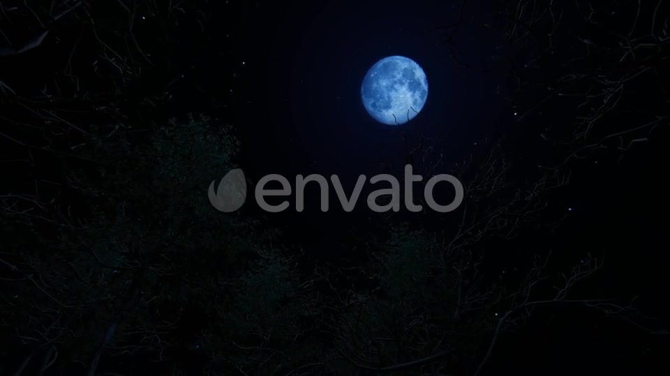 Moving Under Trees With Full Moon At Night Videohive 22142353 Motion Graphics Image 5