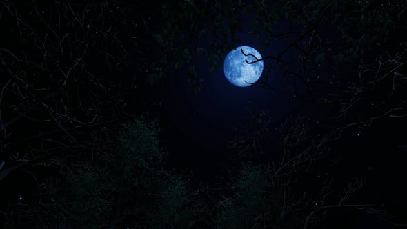 Moving Under Trees With Full Moon At Night - Download Videohive 22142353