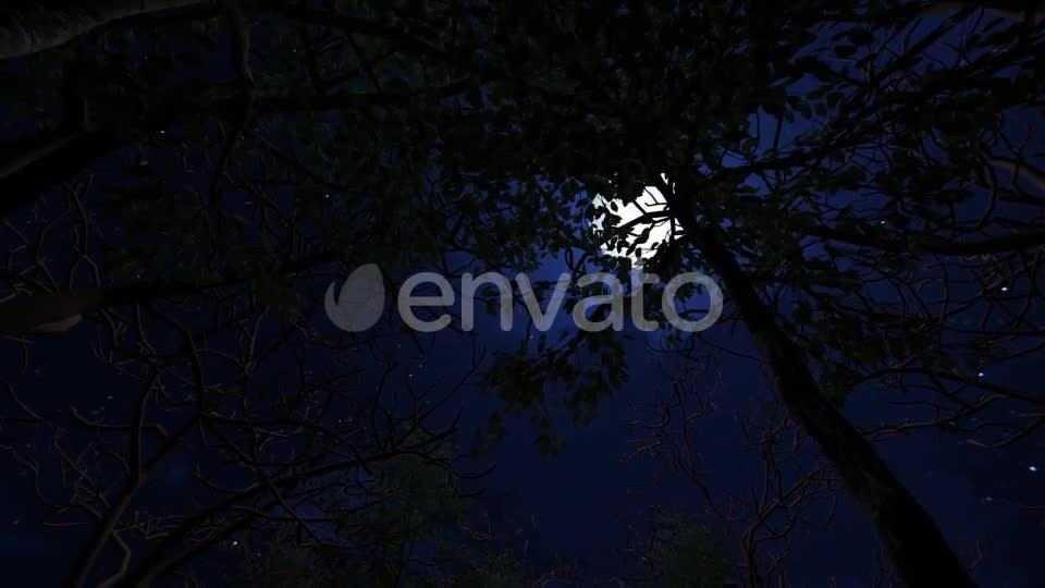 Moving Under Trees With Full Moon At Night Videohive 22143382 Motion Graphics Image 1