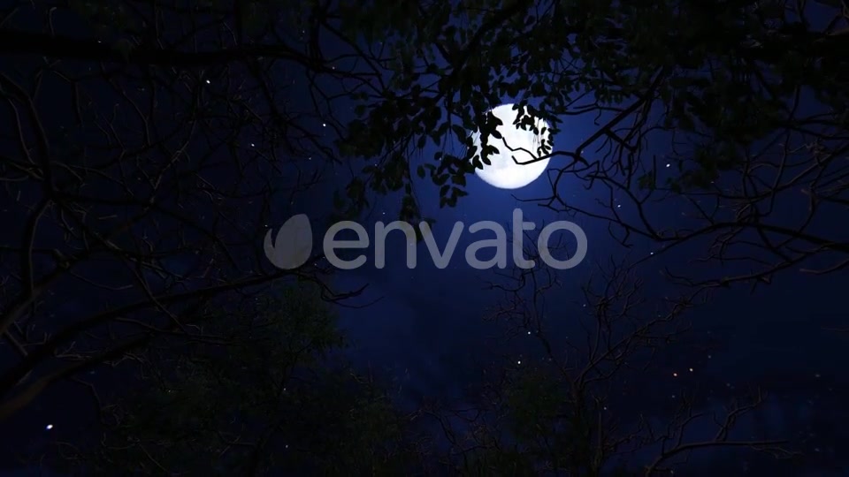 Moving Under Trees With Full Moon At Night Videohive 22143382 Motion Graphics Image 3