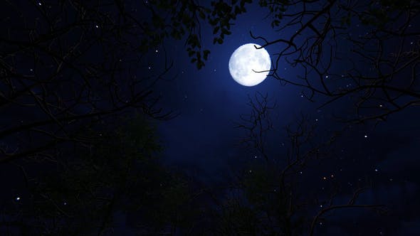Moving Under Trees With Full Moon At Night - Videohive 22143382 Download