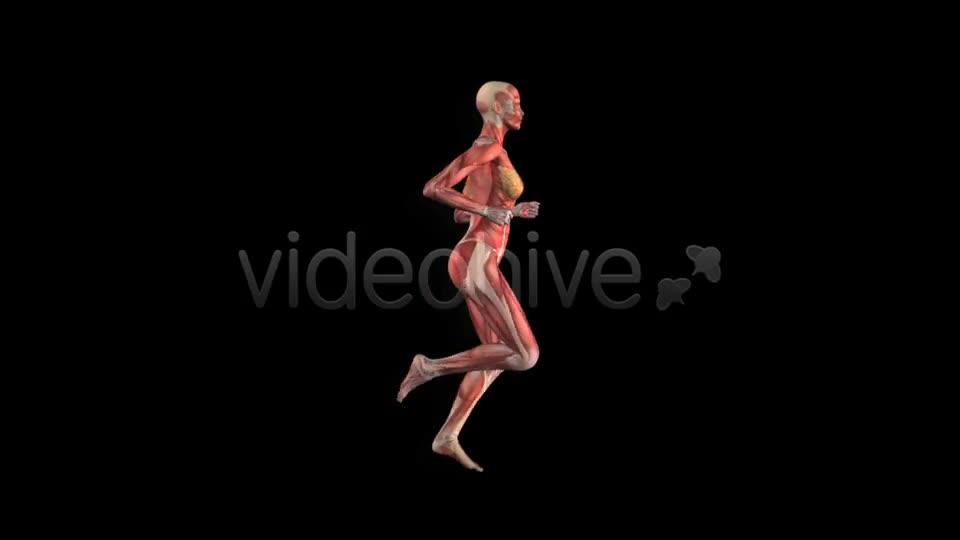 Muscle Map Female Runner Loop Videohive 5325469 Motion Graphics Image 1
