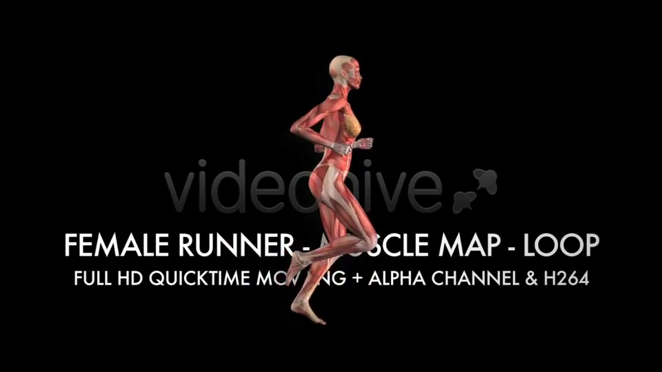 Muscle Map Female Runner Loop Videohive 5325469 Motion Graphics Image 10