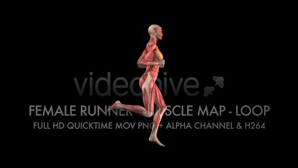 Muscle Map Female Runner Loop Videohive 5325469 Motion Graphics Image 11
