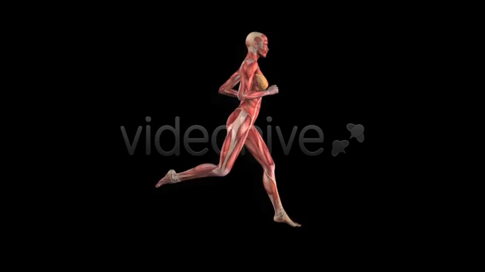 Muscle Map Female Runner Loop Videohive 5325469 Motion Graphics Image 12