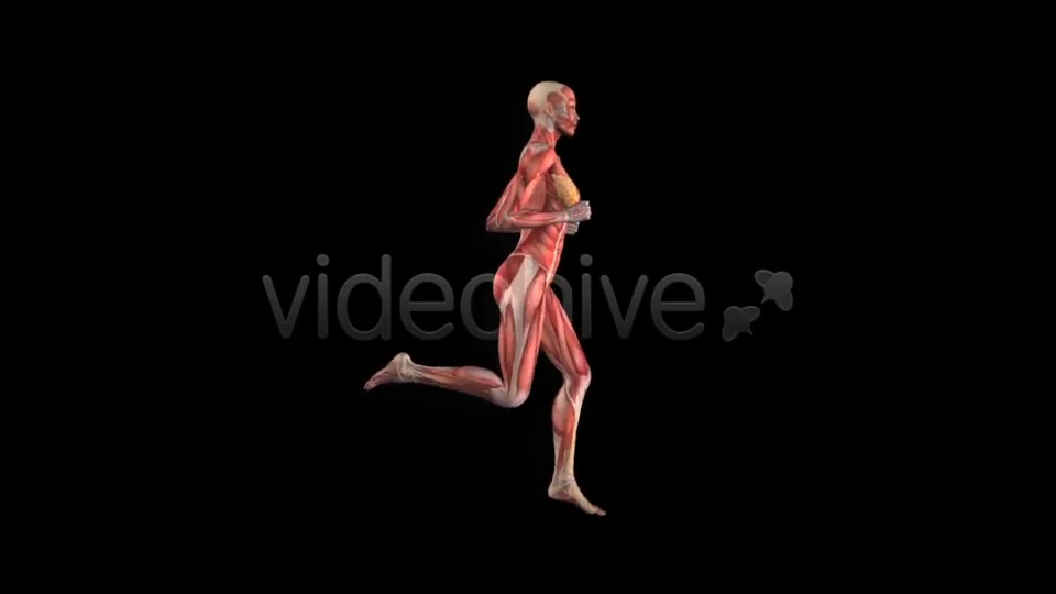 Muscle Map Female Runner Loop Videohive 5325469 Motion Graphics Image 2