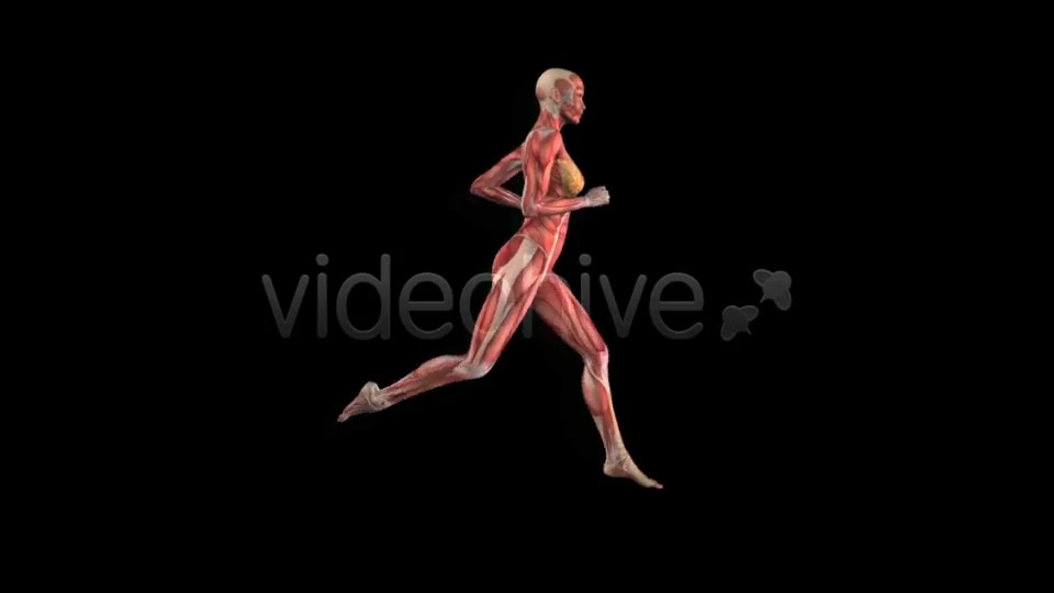 Muscle Map Female Runner Loop Videohive 5325469 Motion Graphics Image 3