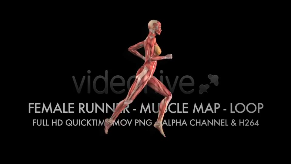 Muscle Map Female Runner Loop Videohive 5325469 Motion Graphics Image 4