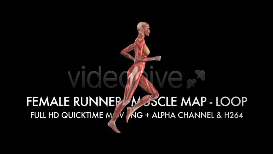 Muscle Map Female Runner Loop Videohive 5325469 Motion Graphics Image 5