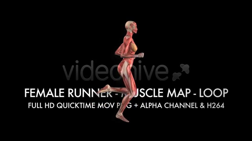 Muscle Map Female Runner Loop Videohive 5325469 Motion Graphics Image 6