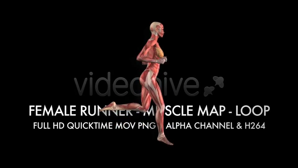 Muscle Map Female Runner Loop Videohive 5325469 Motion Graphics Image 7