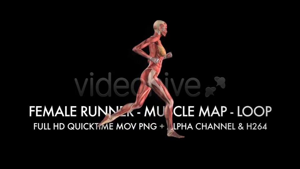 Muscle Map Female Runner Loop Videohive 5325469 Motion Graphics Image 8