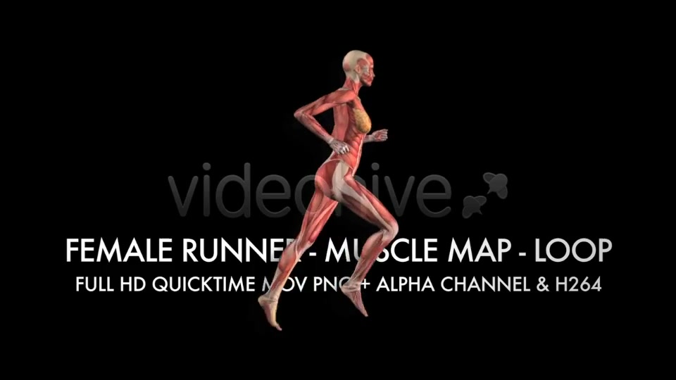 Muscle Map Female Runner Loop Videohive 5325469 Motion Graphics Image 9