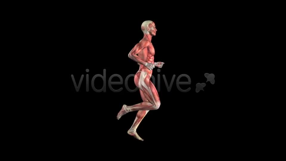 Muscle Map Male Runner Loop Videohive 5325498 Motion Graphics Image 1
