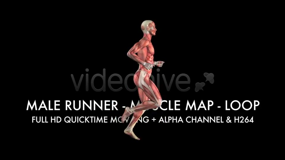 Muscle Map Male Runner Loop Videohive 5325498 Motion Graphics Image 10