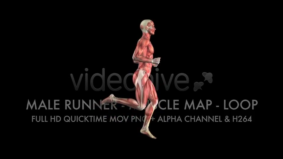 Muscle Map Male Runner Loop Videohive 5325498 Motion Graphics Image 11