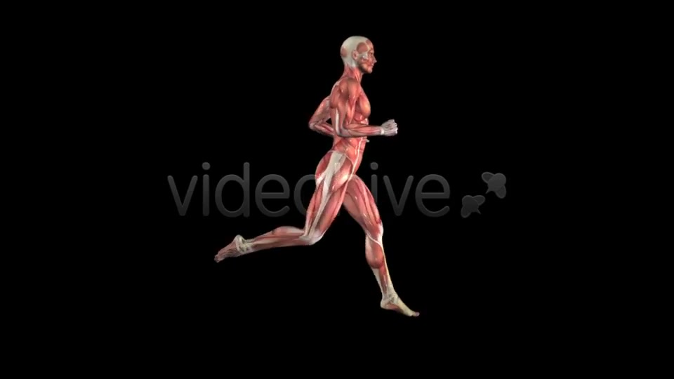 Muscle Map Male Runner Loop Videohive 5325498 Motion Graphics Image 12