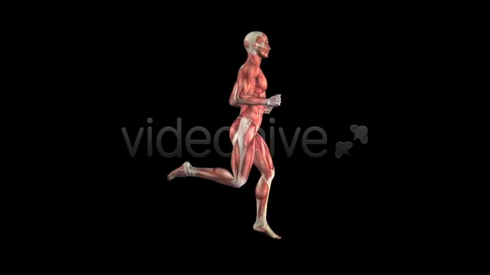 Muscle Map Male Runner Loop Videohive 5325498 Motion Graphics Image 2
