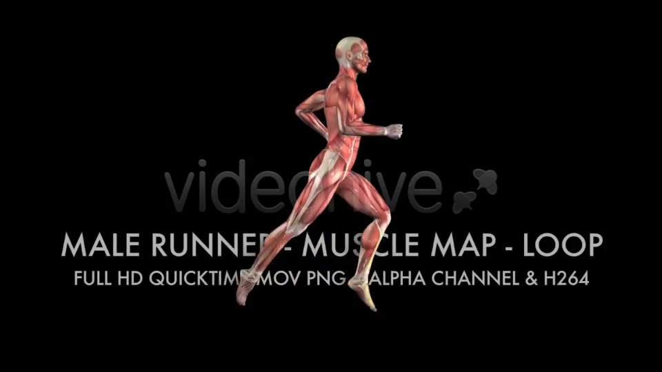 Muscle Map Male Runner Loop Videohive 5325498 Motion Graphics Image 4