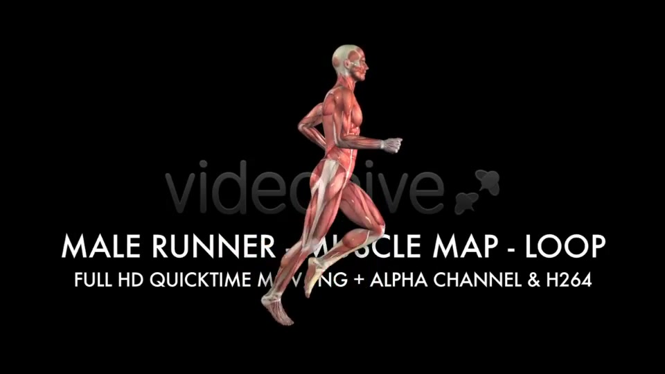 Muscle Map Male Runner Loop Videohive 5325498 Motion Graphics Image 5